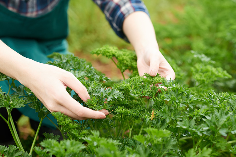 growing-food-school